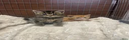 Mixed Breed cats for sale: 🐱 CUTEST KITTENS 🐱  - Advert 2