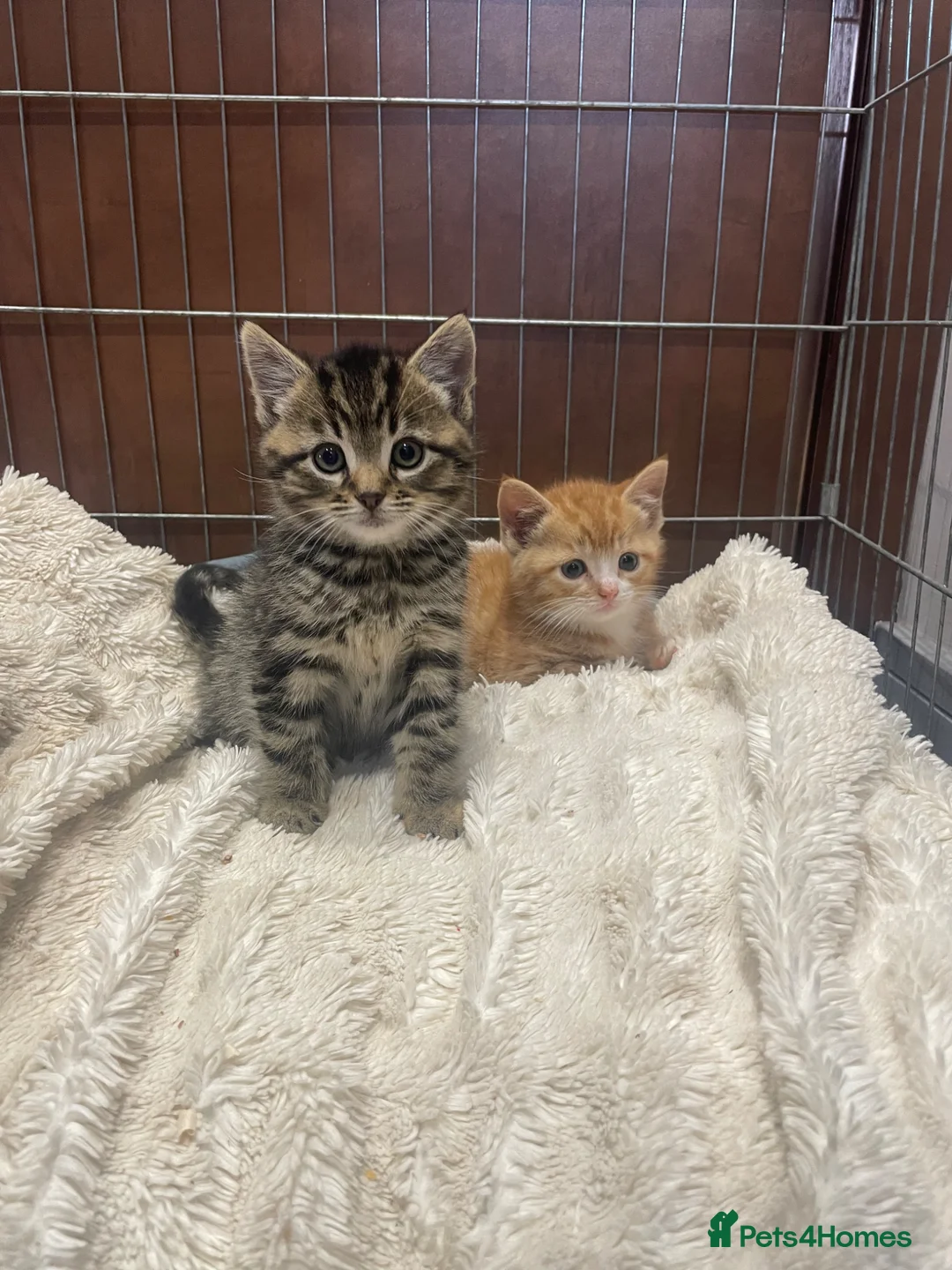 Mixed Breed cats for sale: 🐱 CUTEST KITTENS 🐱  - Advert 2