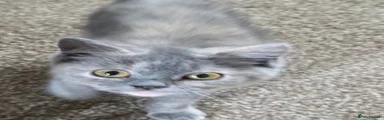 British Shorthair 1