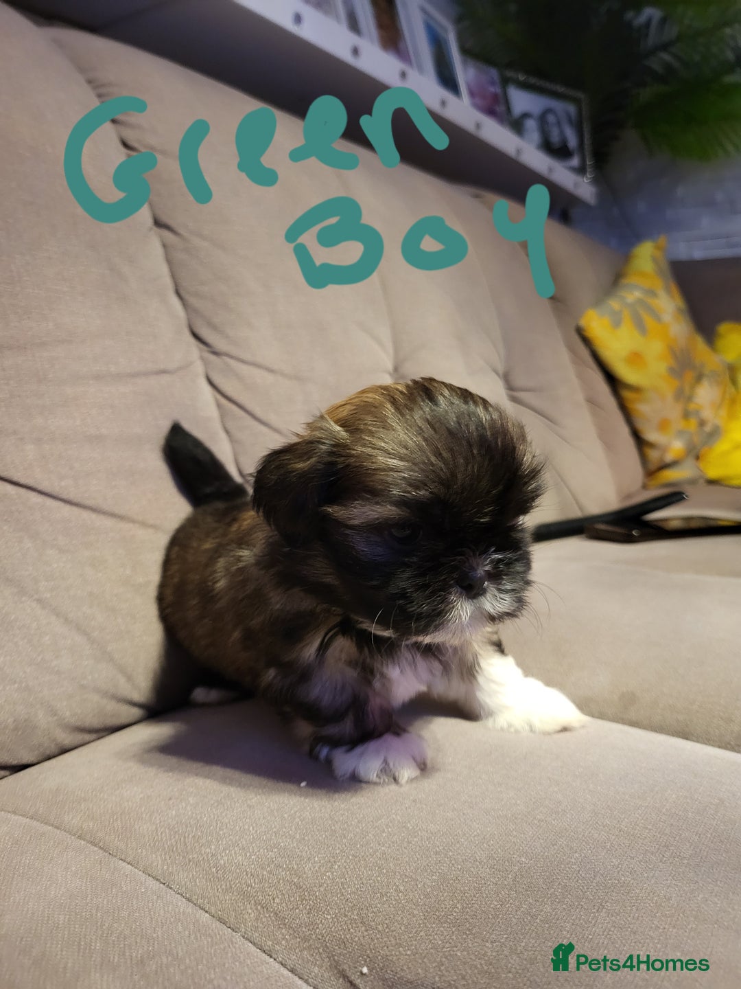 Shih Tzu dogs for sale: Shih tzu puppies - Advert 6