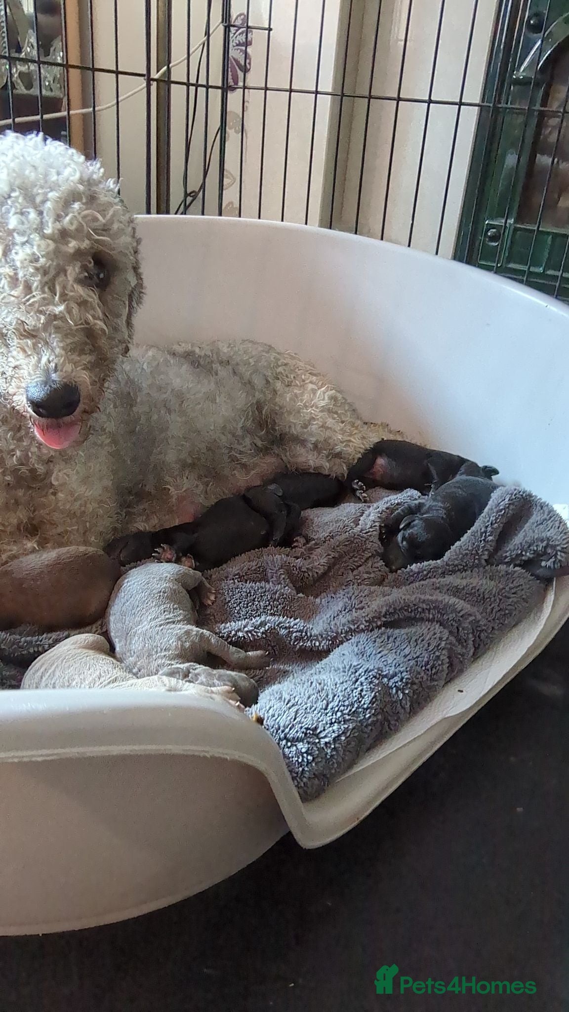 Mixed Breed dogs 4 puppies for sale Belington/ whippet - Advert 1
