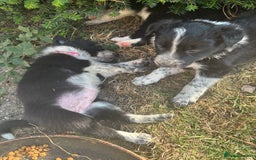 Border Collie dogs for sale: Border collie pups - Image 18