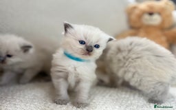 Ragdoll cats for sale: Stunning Bluepoint Ragdoll Kittens for sale - Image 29