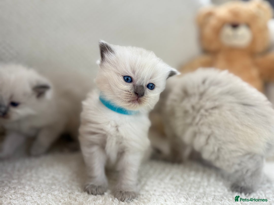 Ragdoll cats for sale: Stunning Bluepoint Ragdoll Kittens for sale - Image 29