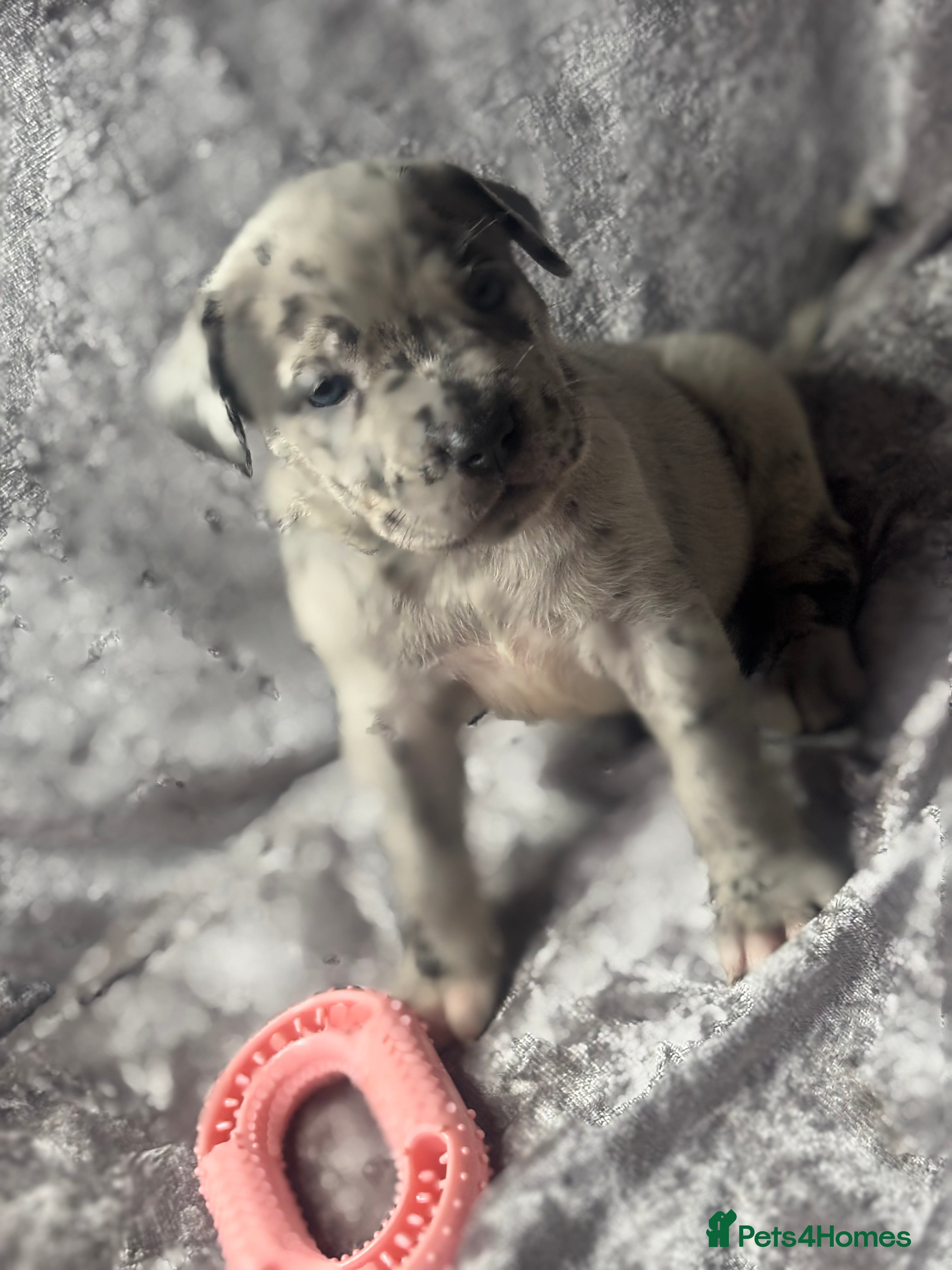 Neapolitan Mastiff dogs 💙 Neapolitan Mastiff Puppies champion bloodline💙 - Advert 1