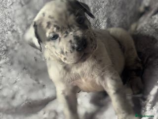 Neapolitan Mastiff dogs 💙 Neapolitan Mastiff Puppies champion bloodline💙 - Advert 3