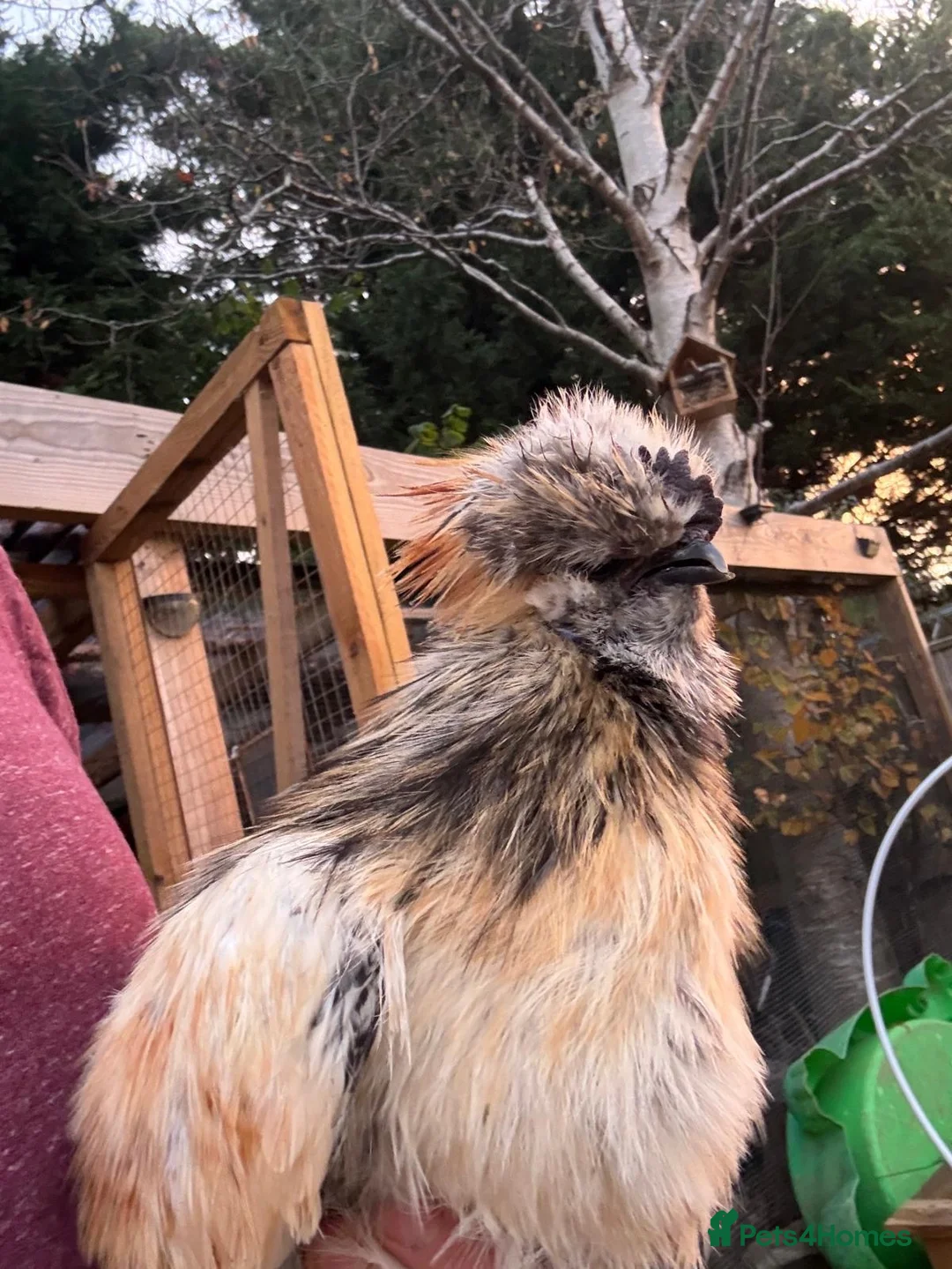 Chickens poultry for sale: Rooster - free to good home in Littlehampton - Advert 2