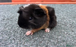 Guinea Pig rodents for sale: Beautiful Baby Guinea pigs to reserve  - Image 19