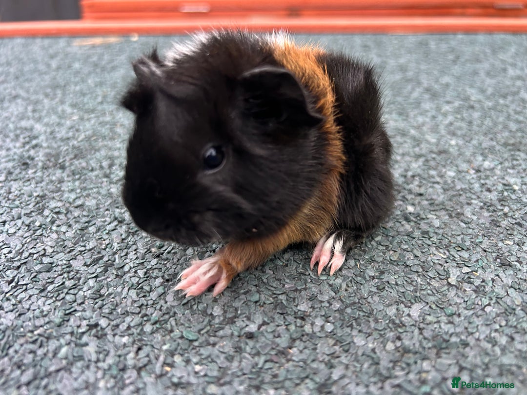 Guinea Pig rodents for sale: Beautiful Baby Guinea pigs to reserve  - Image 19