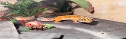 Leopard Gecko reptiles for sale: Leopard gecko - Advert 5