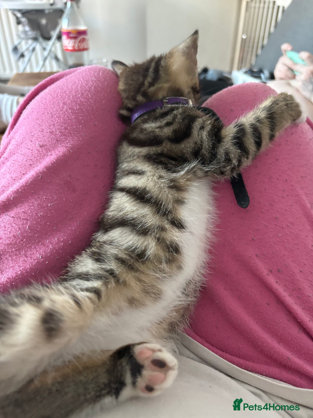 Bengal cats for sale: Winnie  - Advert 12