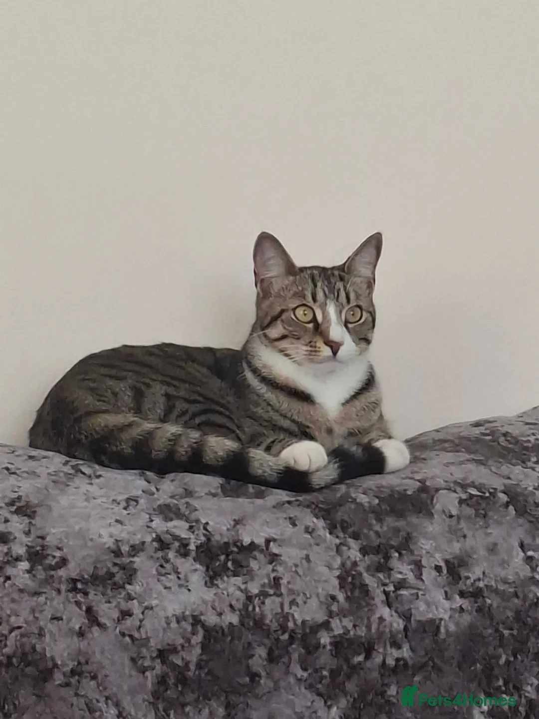 Domestic Shorthair cats for sale: Brother and sister  in Peterlee - Advert 2