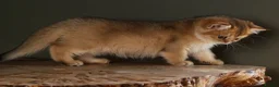 British Shorthair cats for sale: Stunning BSH Black Golden Shaded Kittens  - Advert 6