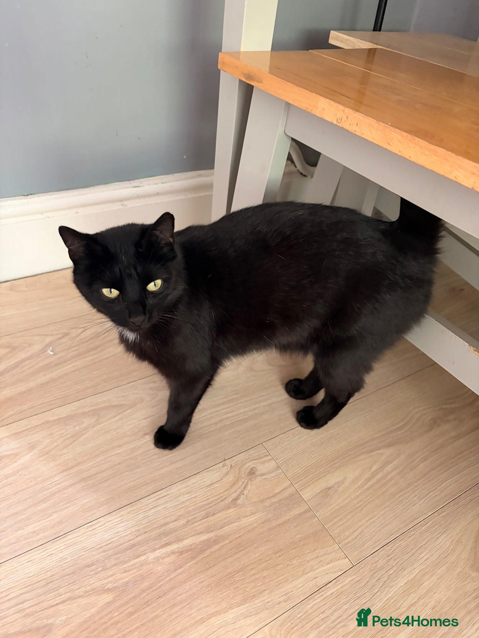 Mixed Breed cats Beautiful female family cat  - Advert 10