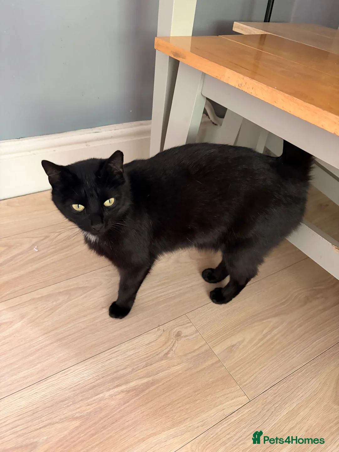 Mixed Breed cats for sale: Beautiful female family cat  in Cradley Heath - Advert 1