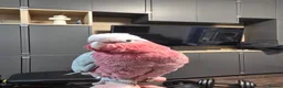 Parrots birds for sale: Galah Cockatoo Hand Reared  - Advert 6