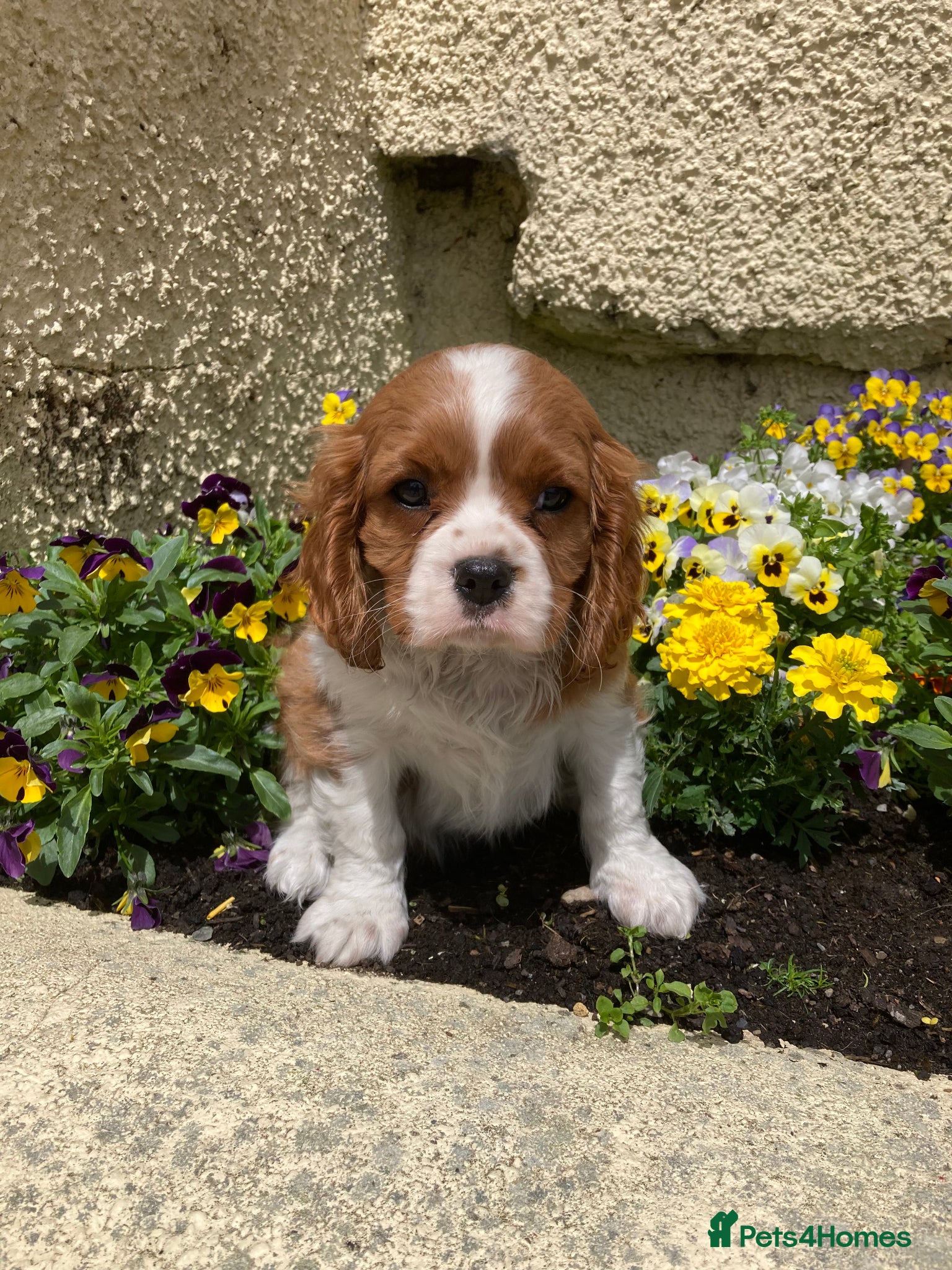 Cavalier King Charles Spaniel dogs Super KC blenheim pups from health tested parents - Advert 1