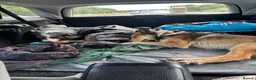 Mixed Breed dogs for sale:  Australian shepherd x boarder collie/rough collie in London - Advert 9