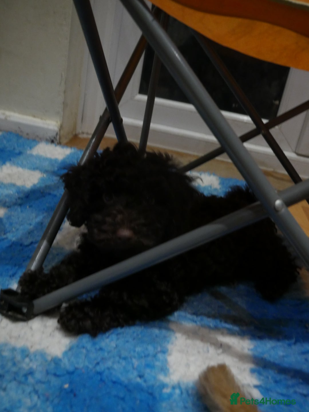 Sproodle dogs for sale: 10 FB2 sproodles puppies  - Advert 5