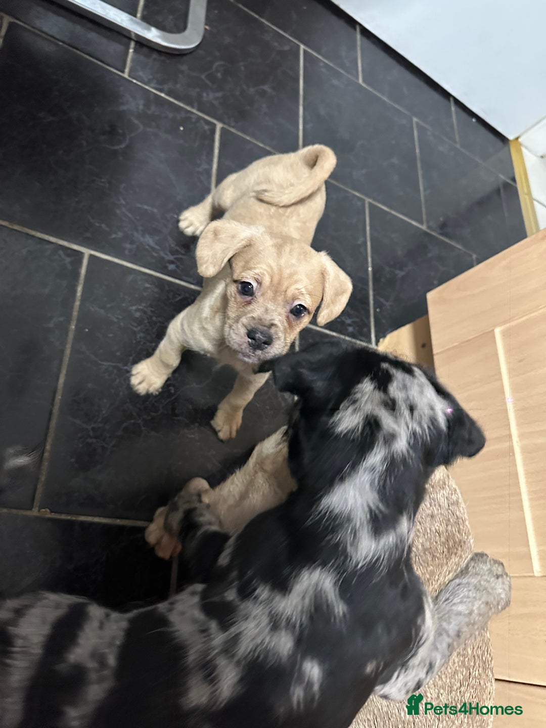 Mixed Breed dogs for sale: Froodle Puppies  - Advert 1