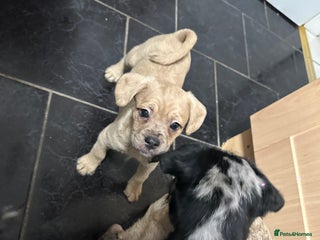 Mixed Breed dogs Froodle Puppies - Advert 4