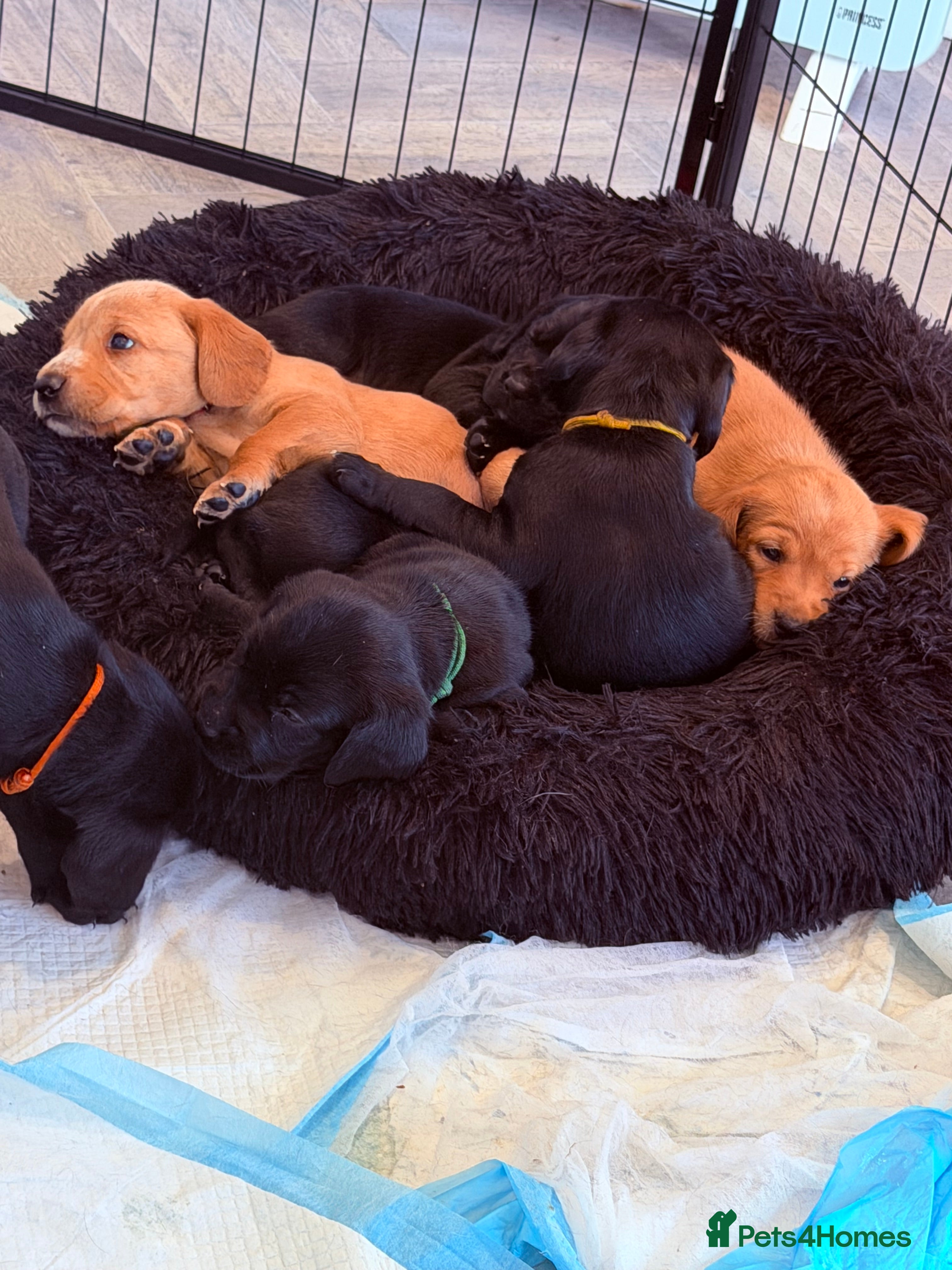 Cockerdor dogs 🐾Cockerdor pups🐾 - Advert 1