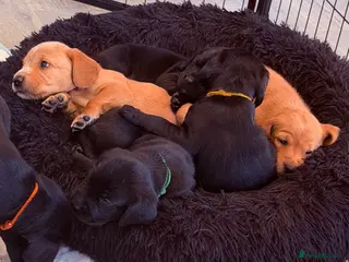 Cockerdor dogs 🐾Cockerdor pups🐾 - Advert 1
