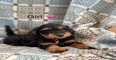 Mixed Breed dogs - Advert 14