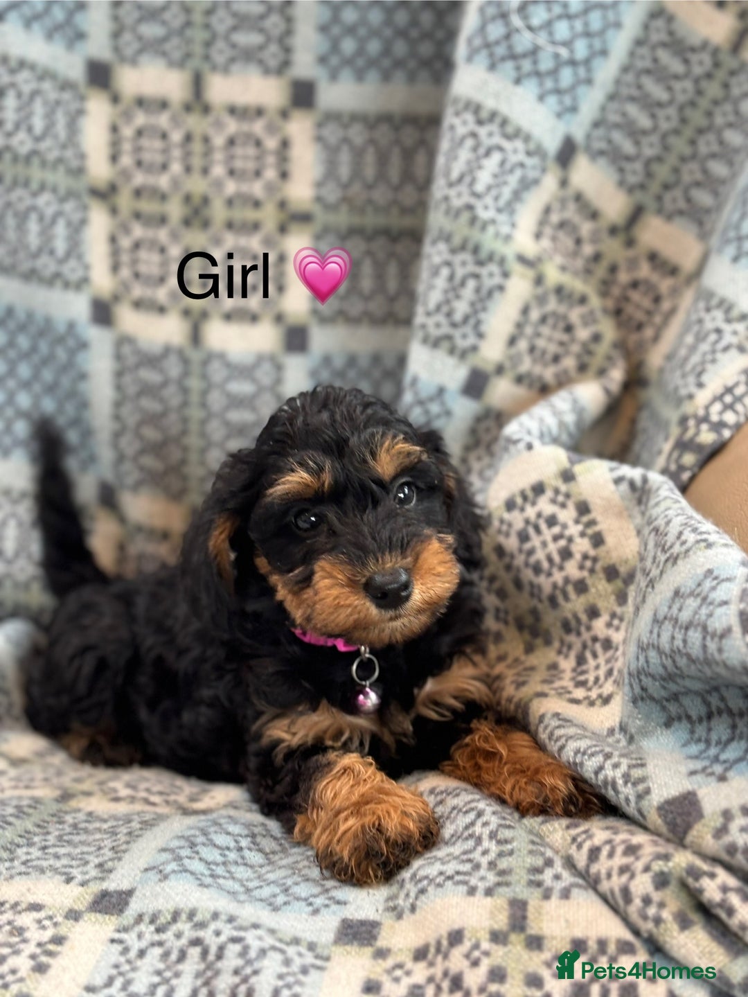 Mixed Breed dogs for sale: F1 MINI SCHNOODLE PUPPIES  - Image 2