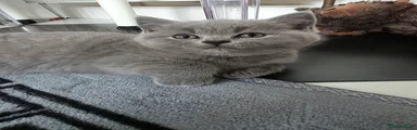 British Shorthair Kitten 3