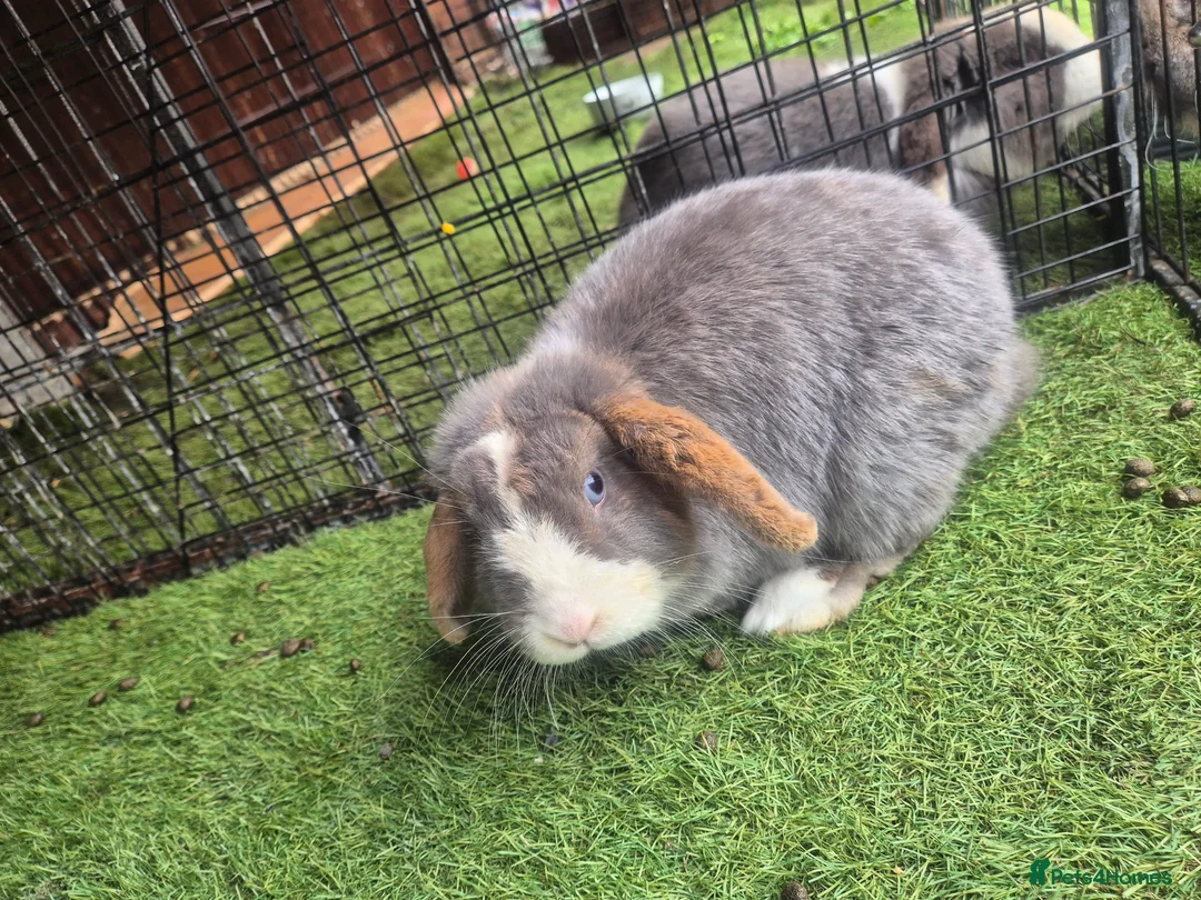 Mixed Breed rabbits for sale: 2 bunnys - Advert 1