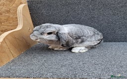 Mixed Breed rabbits for sale: Sweet Little Chin Lop Buck - Image 10