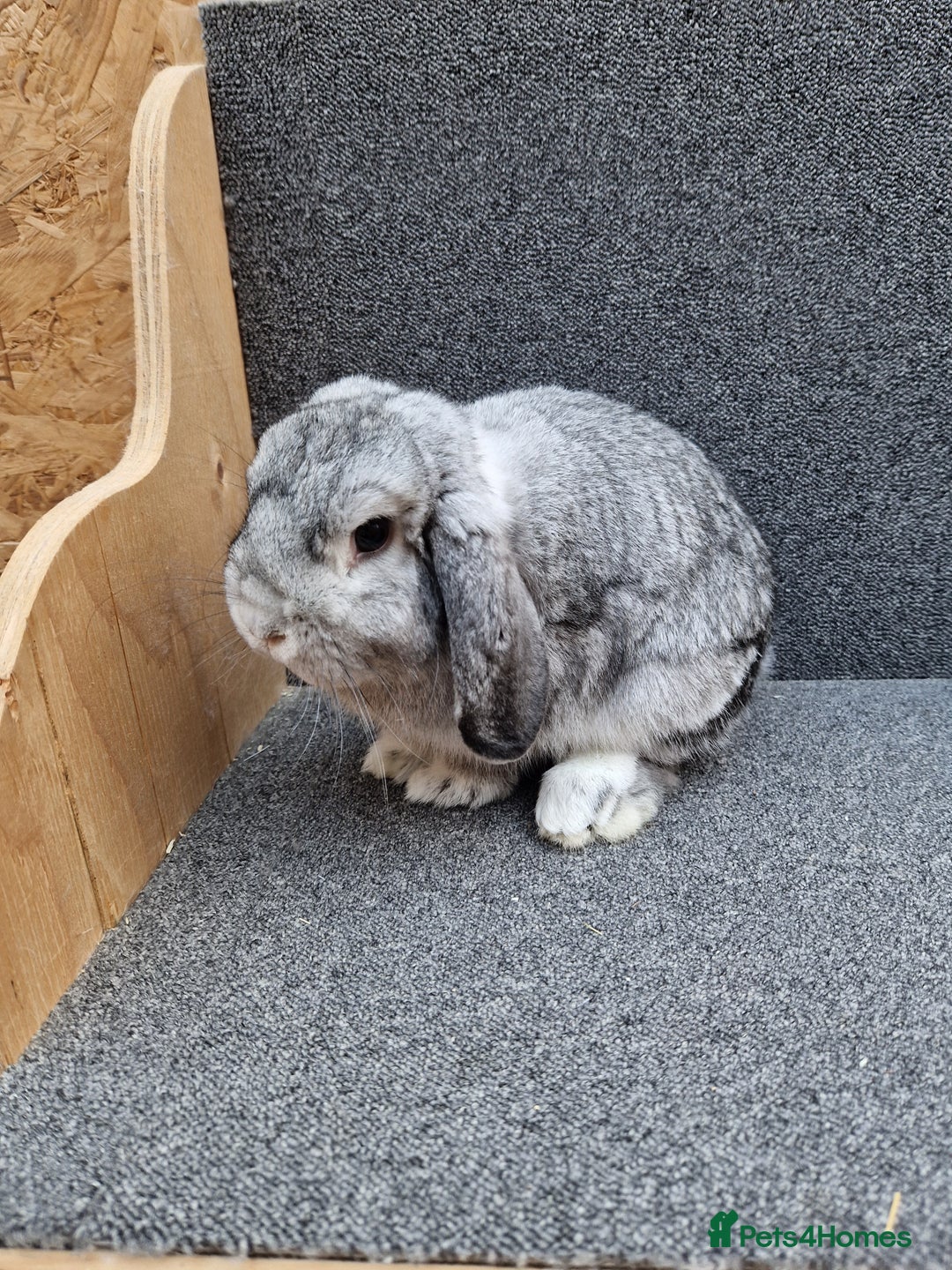 Mixed Breed rabbits for sale: Sweet Little Chin Lop Buck - Image 10