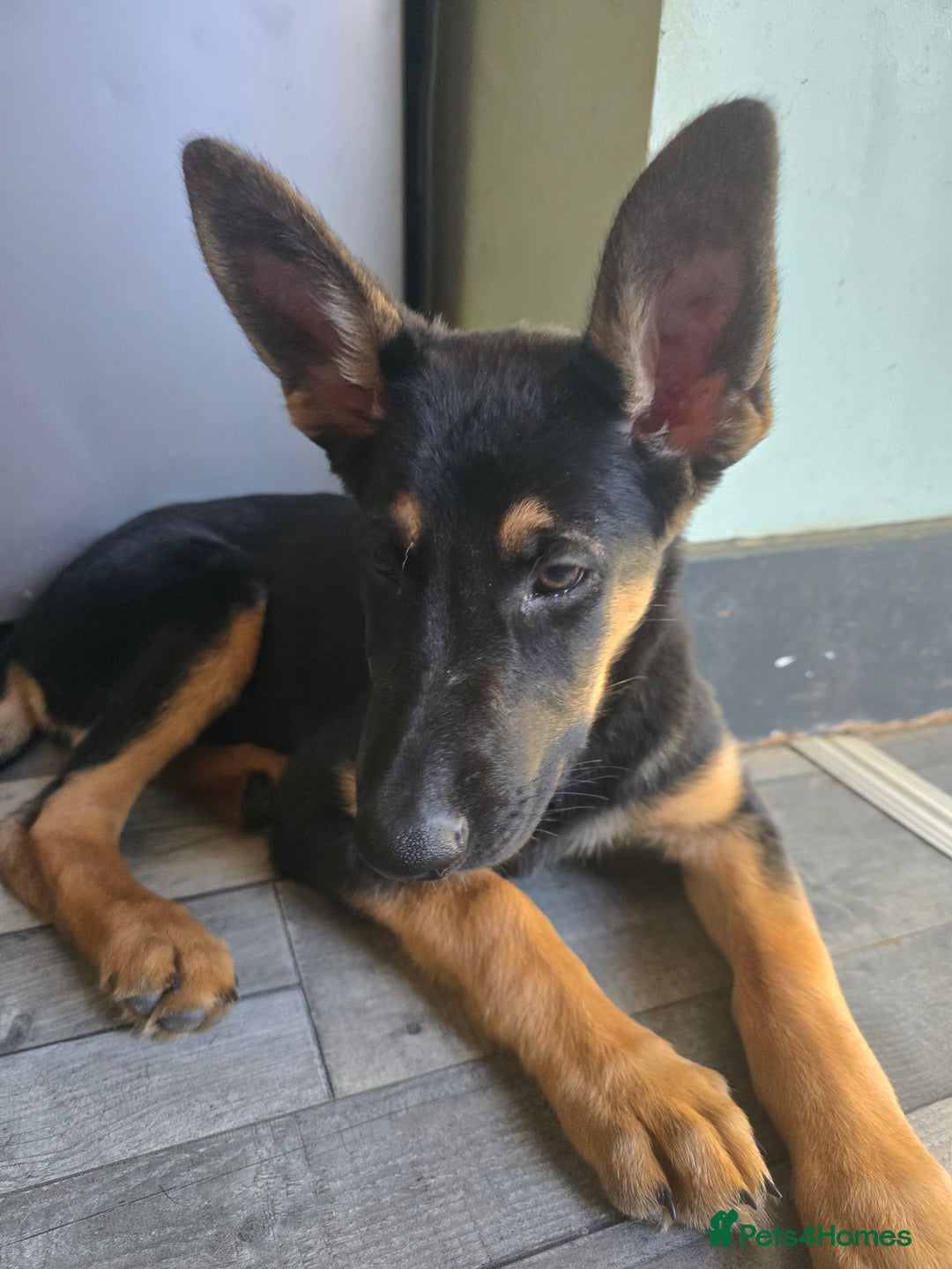 German Shepherd dogs for sale: Beautiful german girl - Image 4