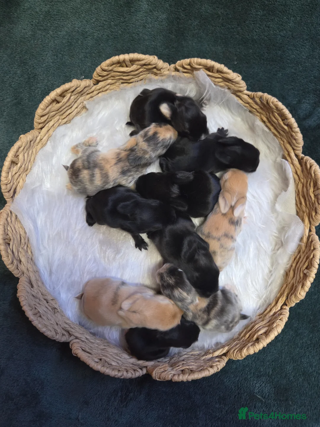Mixed Breed rabbits for sale: Litter of Lion-Lops - born 09.05.26 - Advert 1