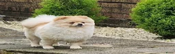 Pomeranian dogs for sale: Beautiful Stunning Loving Pomeranian Puppies  - Advert 3