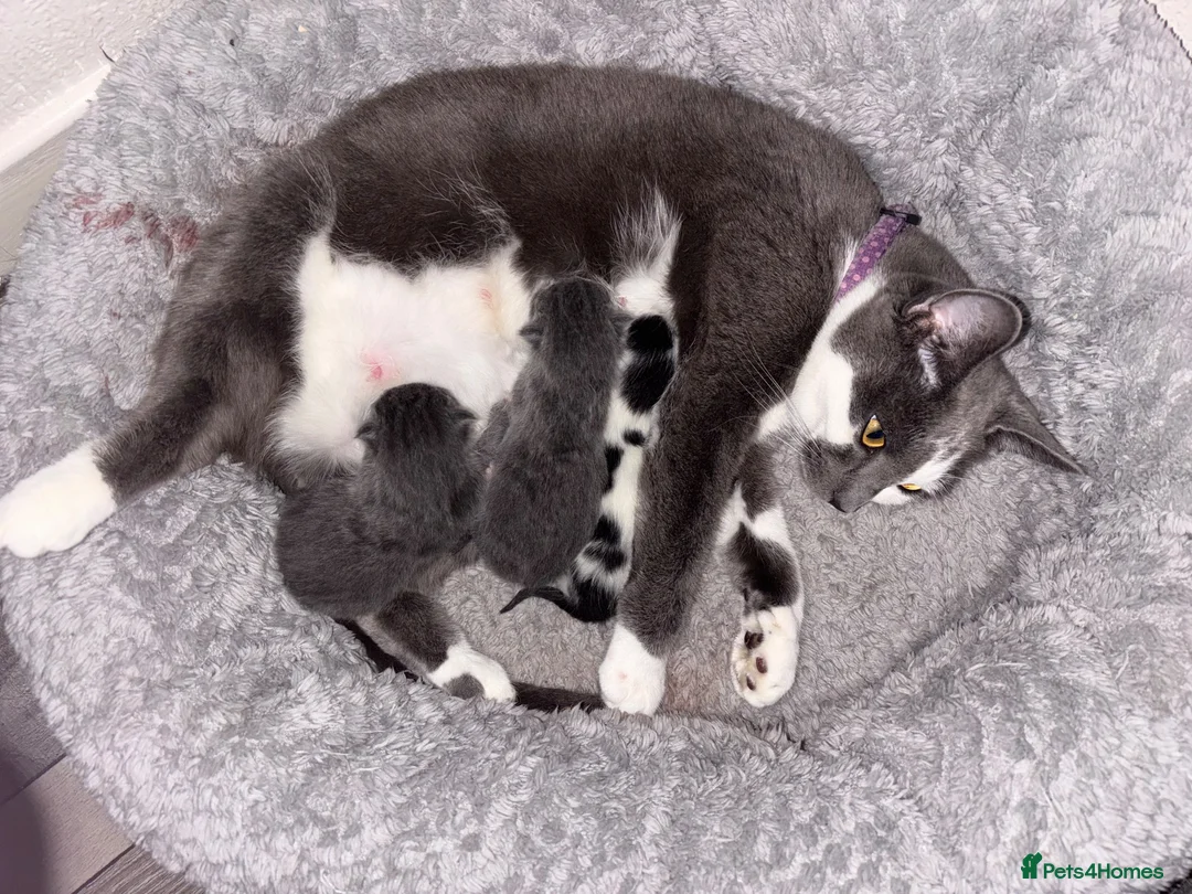 Mixed Breed cats for sale: Beautiful Russian blue cross British short hair - Advert 1