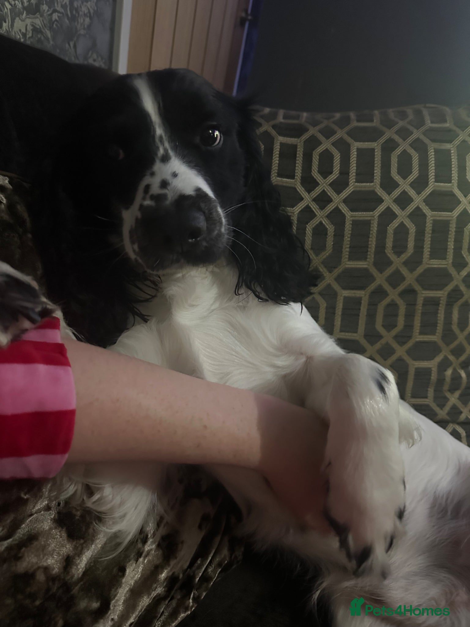 Sprocker dogs for sale: Max Sprocker Spaniel  - Advert 2