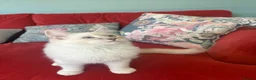 Ragdoll cats for sale: GCCF Mitted Lilac Lynx Active boy - Advert 13