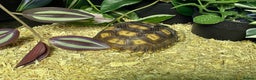 Tortoise reptiles for sale: baby sulcata tortoise  - Advert 3