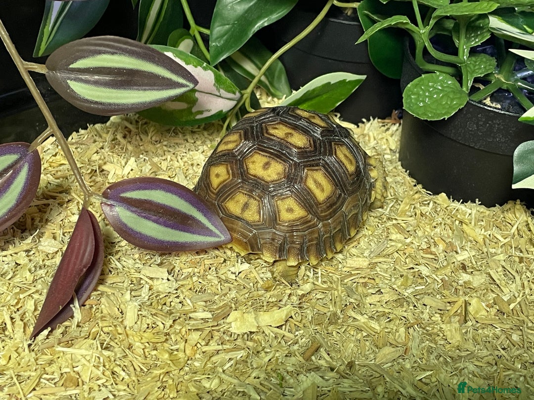 Tortoise reptiles for sale: baby sulcata tortoise  - Advert 3