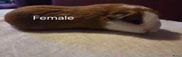 Guinea Pig rodents for sale: Guinea Pigs looking for a forever home - Advert 5