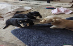 Miniature Dachshund dogs for sale: READY NOW BLACK & CREAM KC REG MINI L HAIRED DAXIS - Image 14