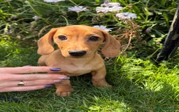 Miniature Dachshund dogs for sale: ** only 1 girl left ** Miniature dachshund  - Image 3