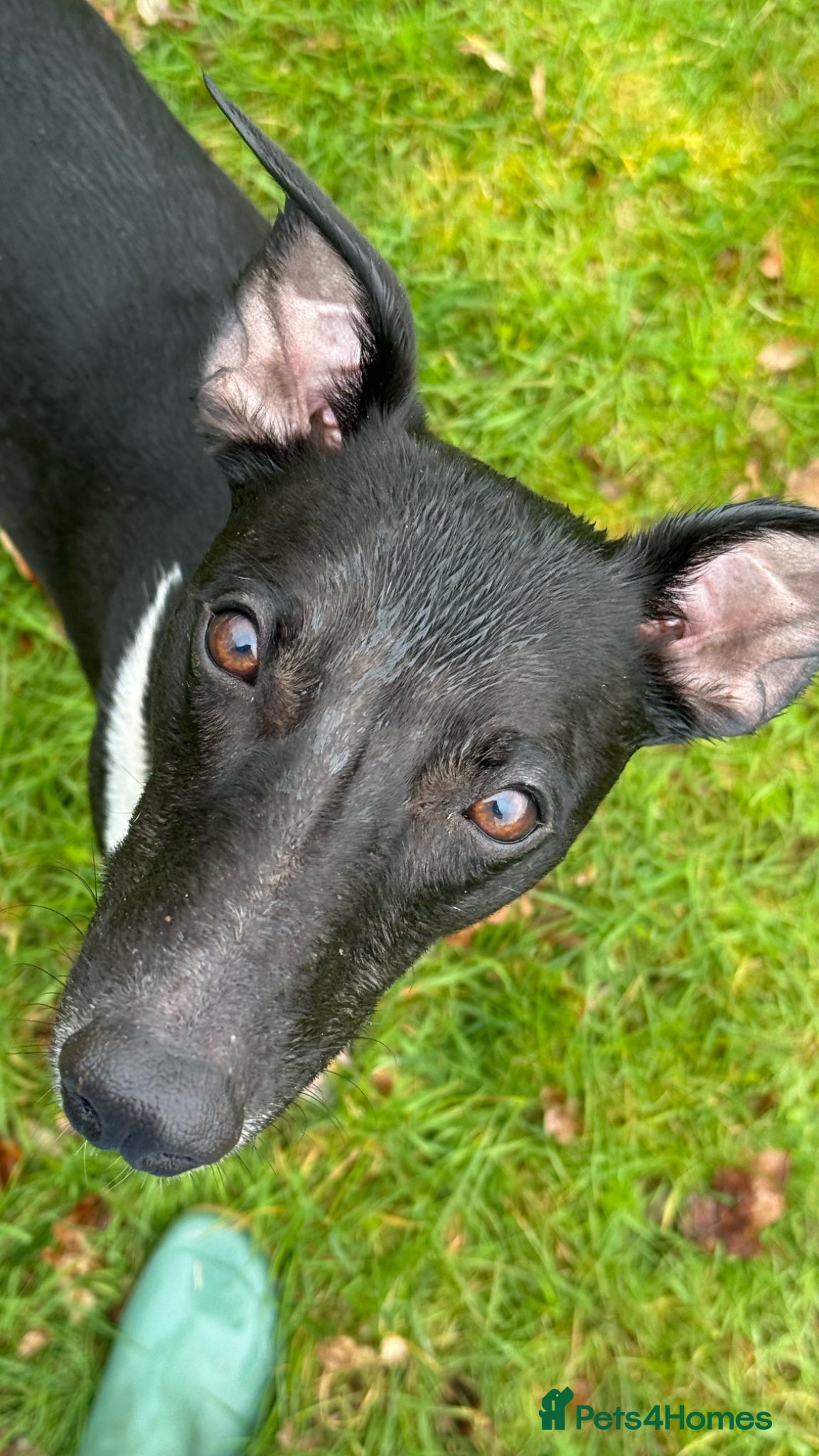 Whippet dogs 1 year old Male Whippet - Advert 5