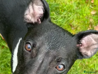 Whippet dogs 1 year old Male Whippet - Advert 5