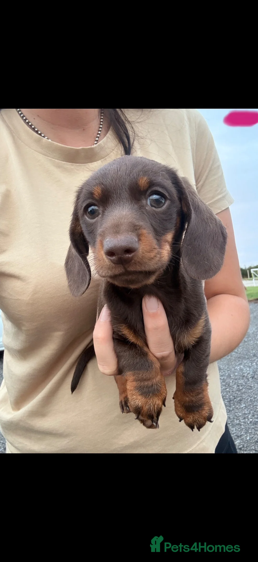 Miniature Dachshund dogs for sale: Miniature dachshund  - Advert 2
