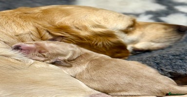 Golden Retriever dogs - Advert 14