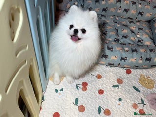 Pomeranian dogs in London - Advert 4