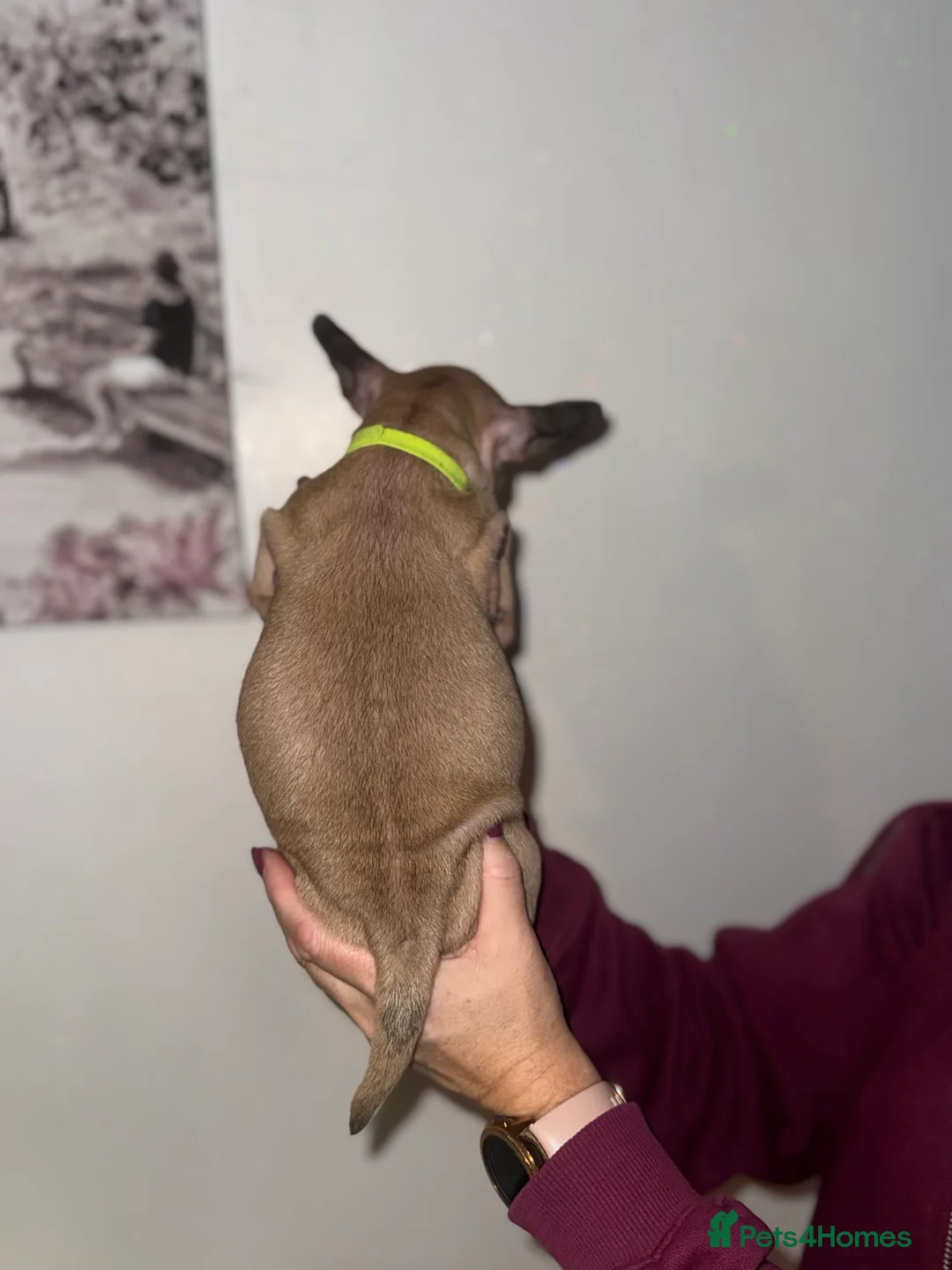 Mixed Breed dogs for sale: French bulldog / pocket bully puppies in Witham - Advert 7